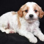 Macaroni (cavapoo) 1