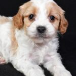 Macaroni (cavapoo) 8