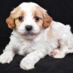 Macaroni (cavapoo) 2