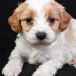 Macaroni (cavapoo) 3