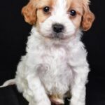 Macaroni (cavapoo) 7