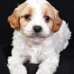 Macaroni (cavapoo) 4