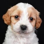 Macaroni (cavapoo) 6