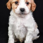 Macaroni (cavapoo) 5