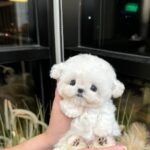 Skittles (Bichon) 1