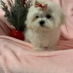 Gigi (maltese) 11