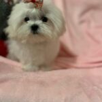 Gigi (maltese) 10