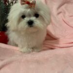 Gigi (maltese) 9