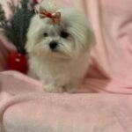 Gigi (maltese) 8