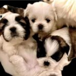 Shihtzus (Shih tzu) 1