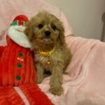 Mikey (cavapoo) 9