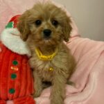 Mikey (cavapoo) 8