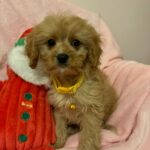 Mikey (cavapoo) 7