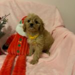 Mikey (cavapoo) 6