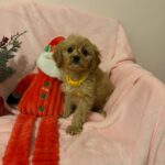 Mikey (cavapoo) 4