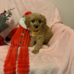 Mikey (cavapoo) 5