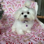 Gigi (maltese) 14