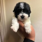 Oreo (maltipoo) 2