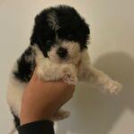 Oreo (maltipoo) 4