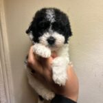 Oreo (maltipoo) 3