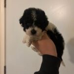 Oreo (maltipoo) 6