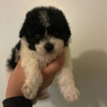 Oreo (maltipoo) 5