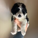 Panda (maltipoo) 2