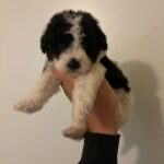 Panda (maltipoo) 6