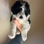 Panda (maltipoo) 1