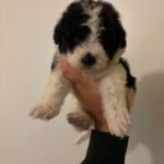 Panda (maltipoo) 4