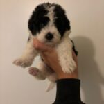 Panda (maltipoo) 3