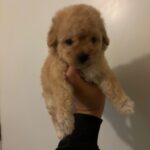 Canela (maltipoo) 1