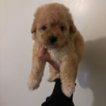 Canela (maltipoo) 4