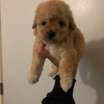 Canela (maltipoo) 2