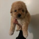 Canela (maltipoo) 3