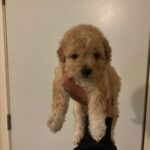 Canela (maltipoo) 7