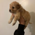 Canela (maltipoo) 6