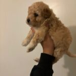 Canela (maltipoo) 5