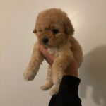 Candy (maltipoo) 1