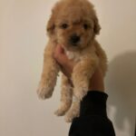 Candy (maltipoo)