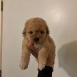 Candy (maltipoo) 3