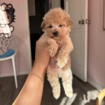 casey (maltipoo)