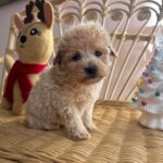 casey (maltipoo) 1