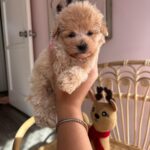 casey (maltipoo) 3