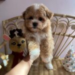 Christian (maltipoo) 1