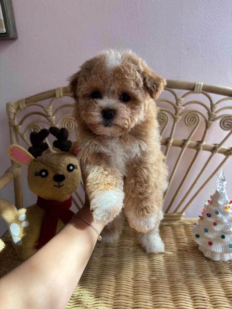 Christian (maltipoo)