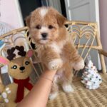 Christian (maltipoo) 2