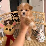 Christian (maltipoo) 5