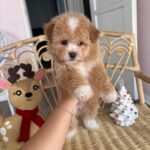 Christian (maltipoo) 3