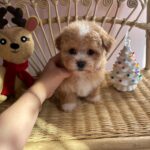 Christian (maltipoo) 4